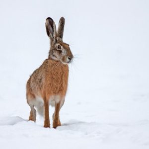 Snowy Hare