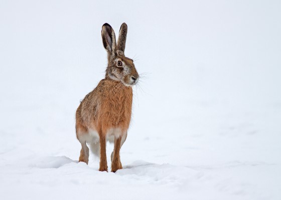 Snowy Hare