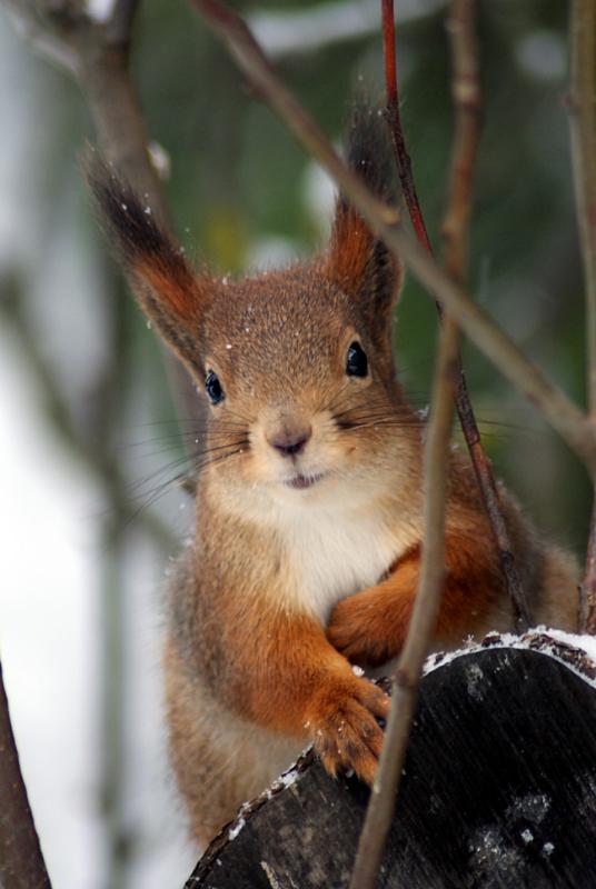 Winter Squirrel in Forest