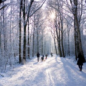 Snowy Woodland Family Walk