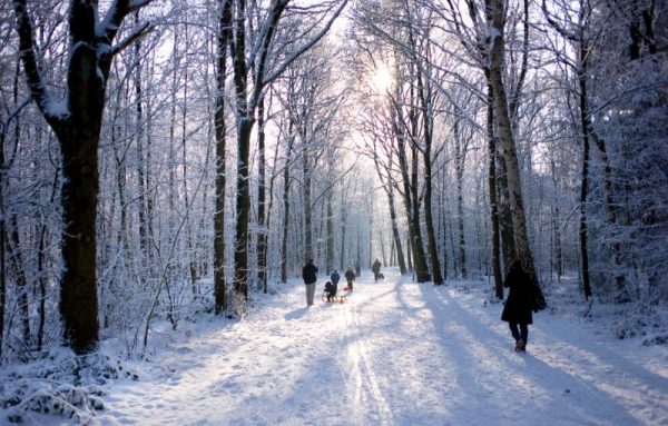 Snowy Woodland Family Walk