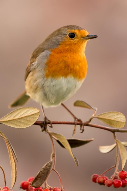Robin on Berry Branch