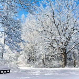 Bench Beneath Snowy Trees