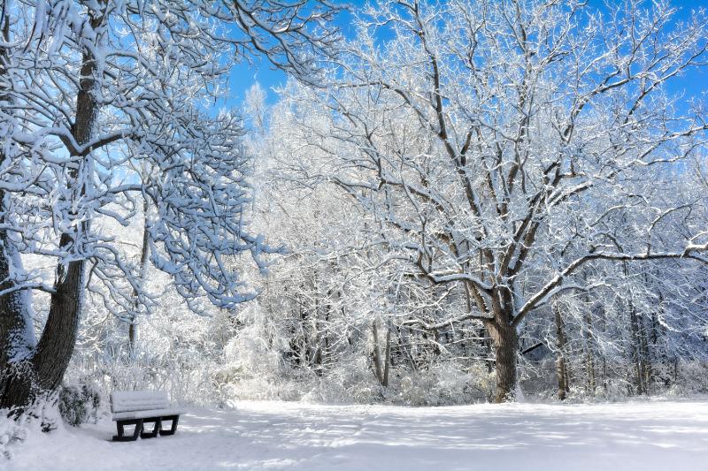Bench Beneath Snowy Trees