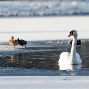 Swan on a Frozen Winter Lake