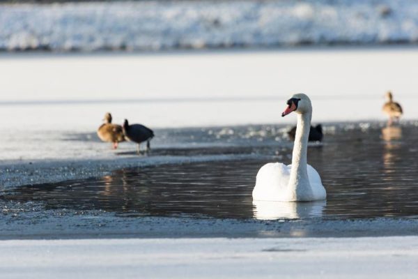Swan on a Frozen Winter Lake