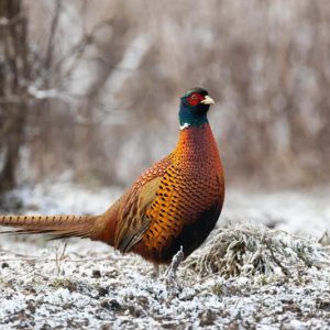 Festive Pheasant in Snowy Field