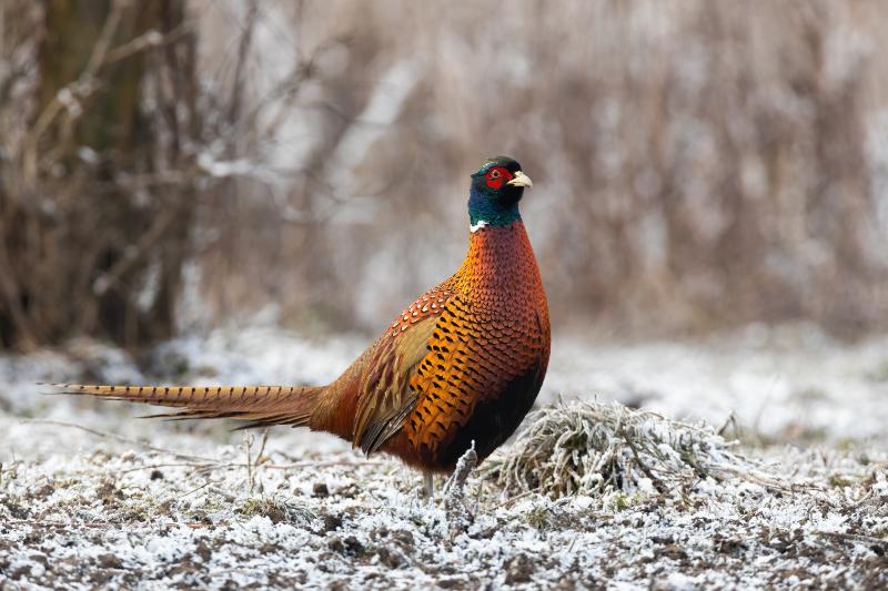 Festive Pheasant in Snowy Field