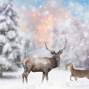 Stag and Doe in Falling Snow