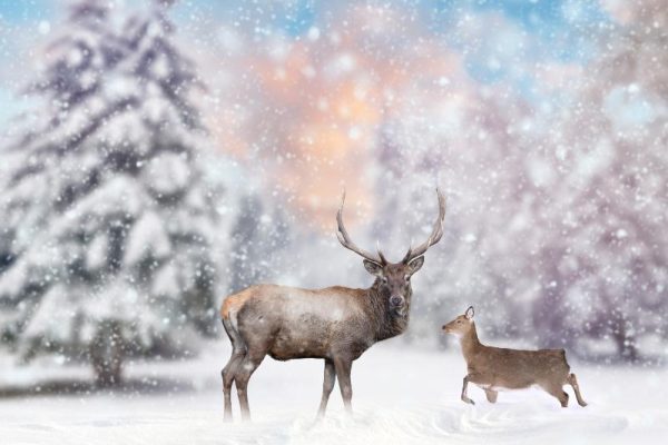 Stag and Doe in Falling Snow
