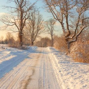 Golden Light on Snowy Lane