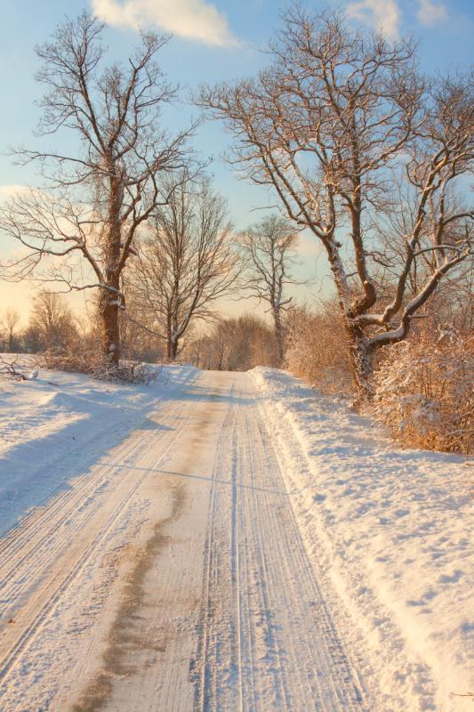 Golden Light on Snowy Lane