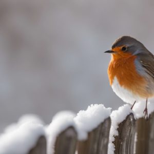On a Fence